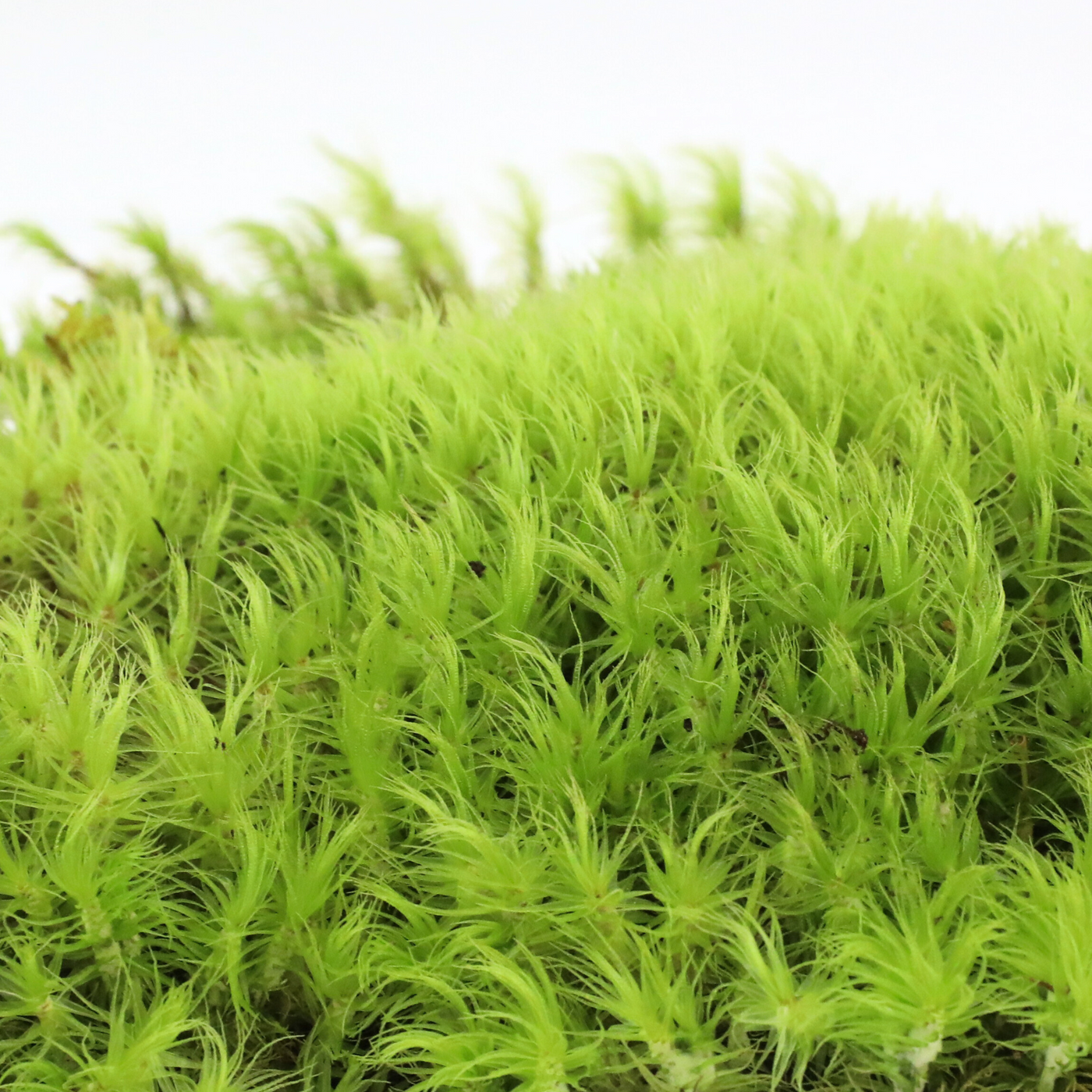 Mood Moss (Dicranum scoparium) — Mossify