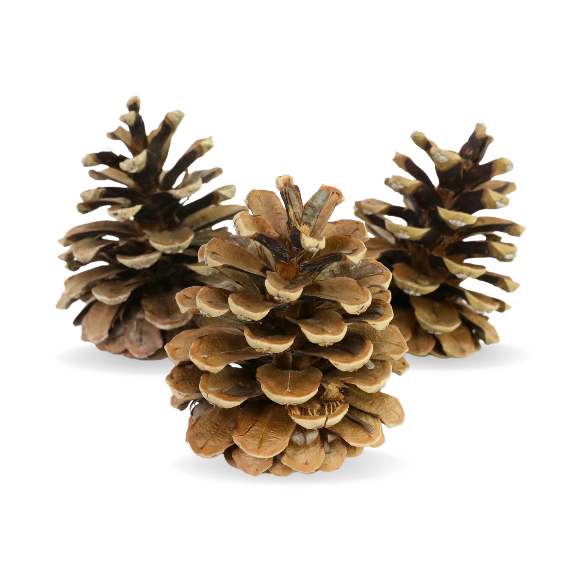 Pinecones - Natural & Frosted - Mossify