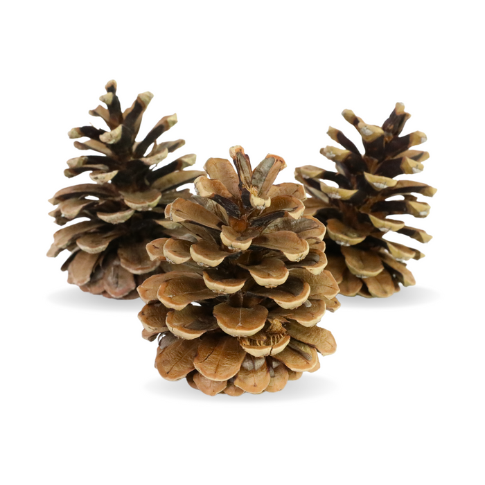 Natural Pinecone 6 Pack