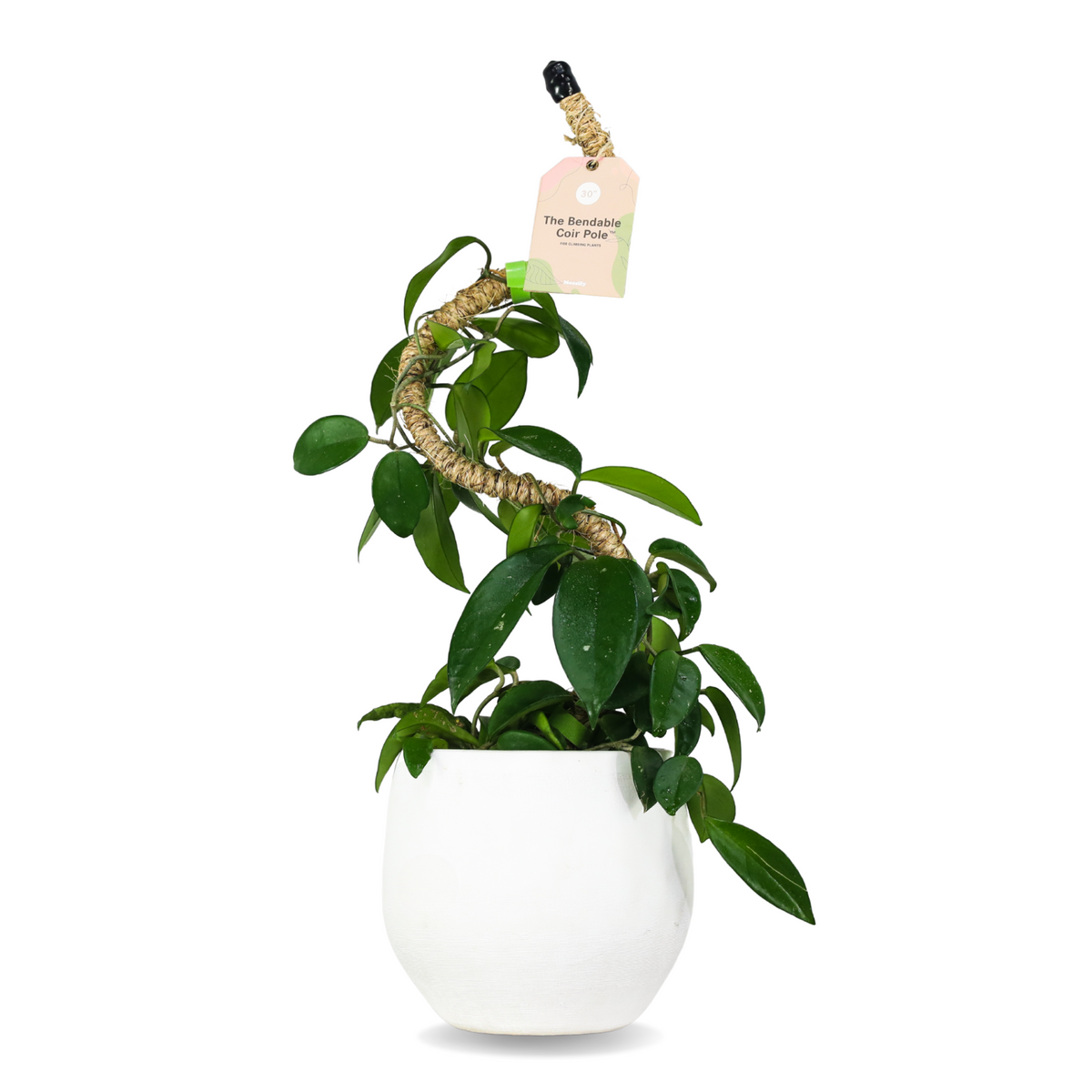 Ultimate Bendable Plant Support Pack - Mossify