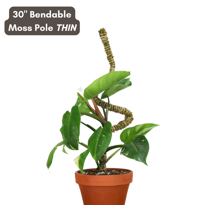 The Bendable Moss Pole™ 𝘛𝘏𝘐𝘕 - Ultimate Starter Pack