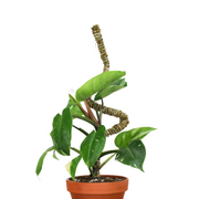The Bendable Moss Pole™ THIN - Ultimate Starter Pack - Mossify