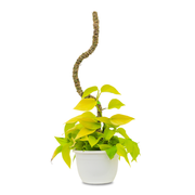 Tropical Plants Care Pack - Mossify