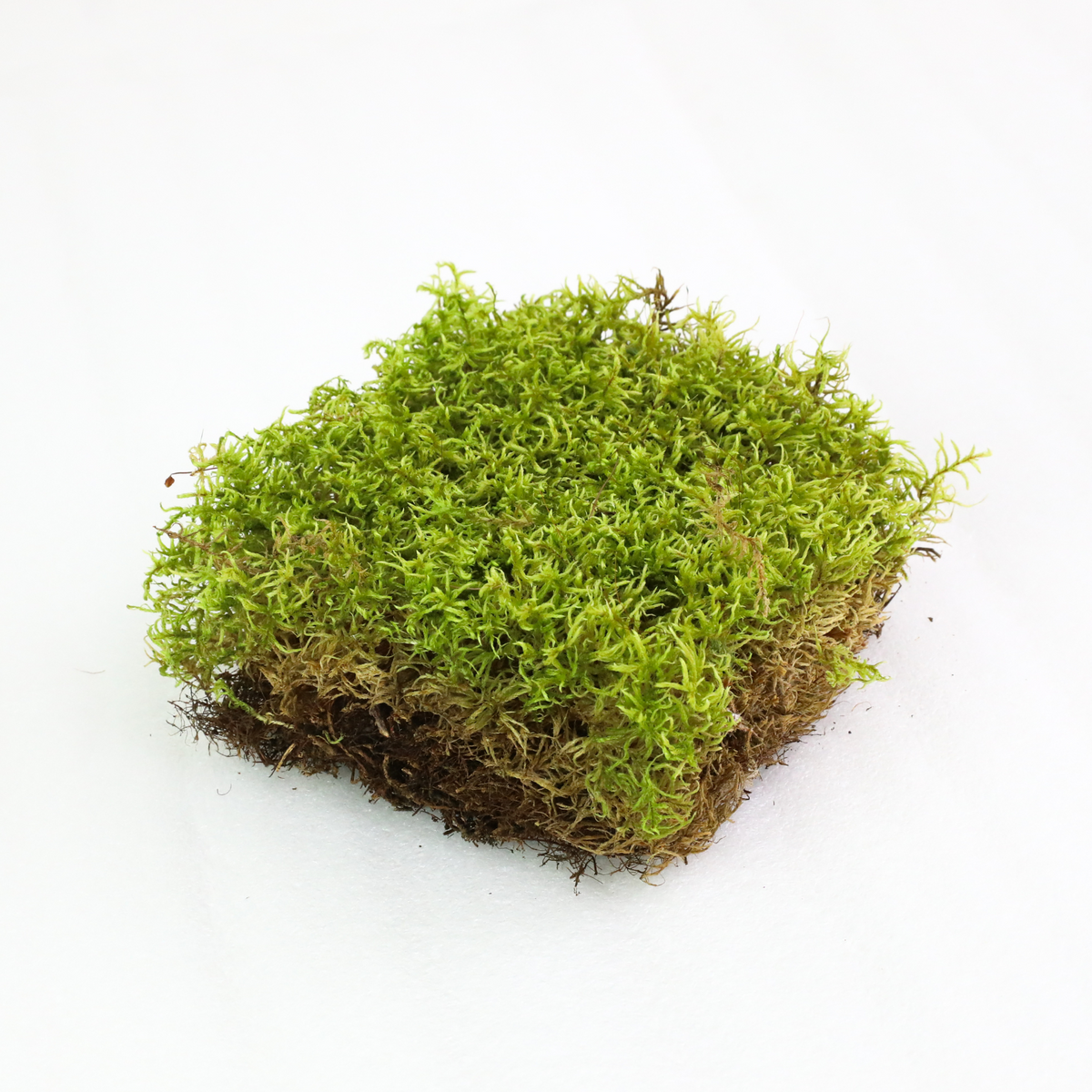 Natural Canadian Forest Moss - Revita-Moss (Pleurozium schreberi) - Mossify