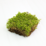 Natural Canadian Forest Moss - Revita-Moss (Pleurozium schreberi) - Mossify