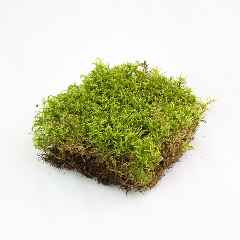 Natural Canadian Forest Moss - Revita-Moss (Pleurozium schreberi) - Mossify