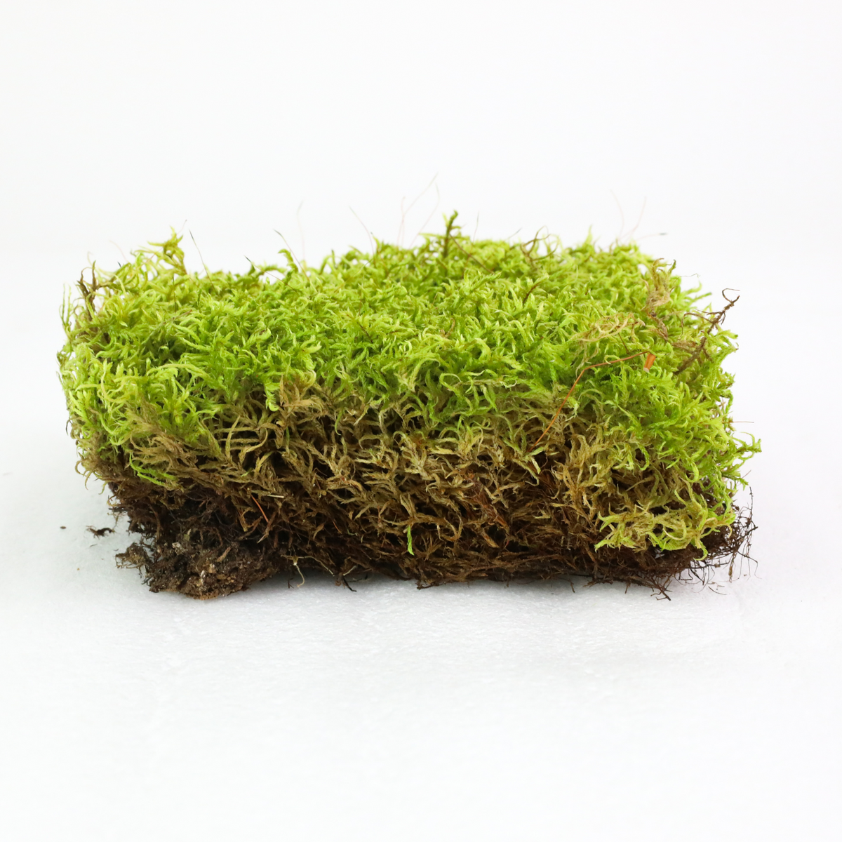Natural Canadian Forest Moss - Revita-Moss (Pleurozium schreberi) - Mossify