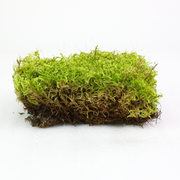 Natural Canadian Forest Moss - Revita-Moss (Pleurozium schreberi) - Mossify