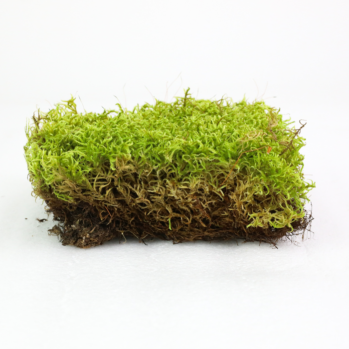 Natural Canadian Forest Moss (Pleurozium schreberi)