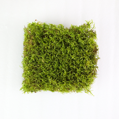 Natural Canadian Forest Moss - Revita-Moss (Pleurozium schreberi) - Mossify