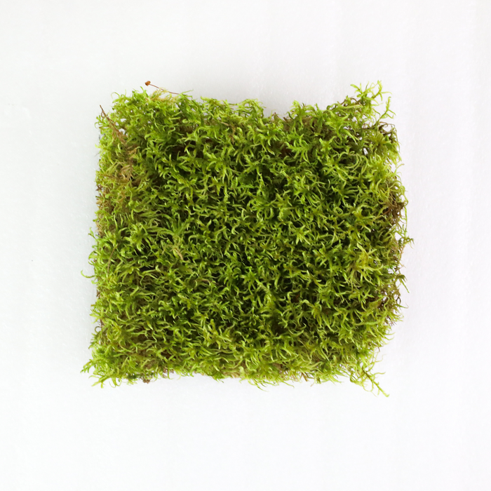 Natural Canadian Forest Moss (Pleurozium schreberi)