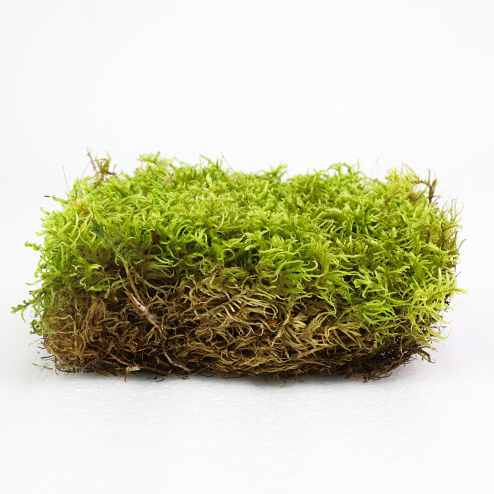 Natural Canadian Forest Moss (Pleurozium schreberi)