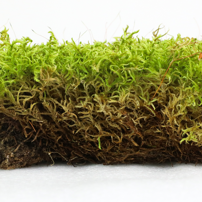 Natural Canadian Forest Moss (Pleurozium schreberi)
