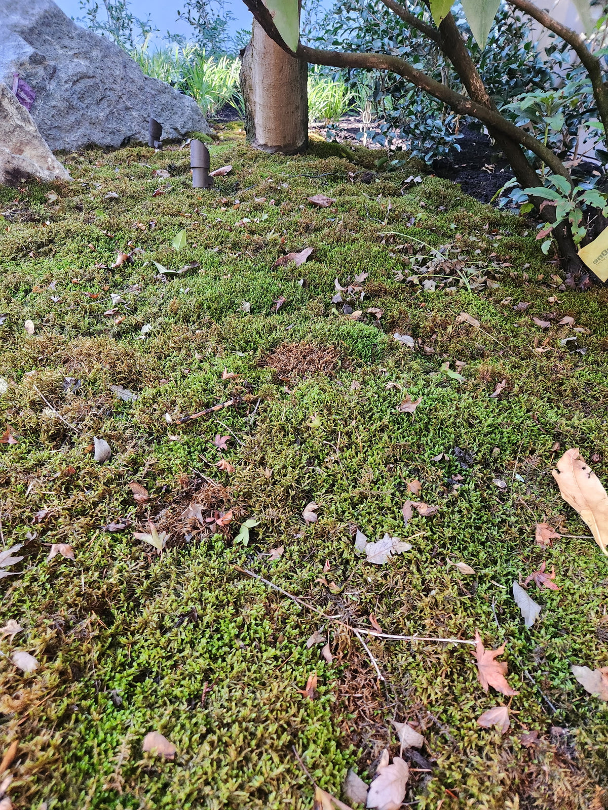 Natural Canadian Forest Moss - Revita-Moss (Pleurozium schreberi) - Mossify