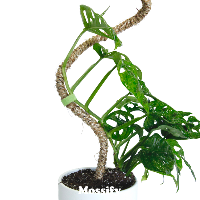 The Original Bendable Coir Pole™ - Ultimate Starter Pack - Mossify