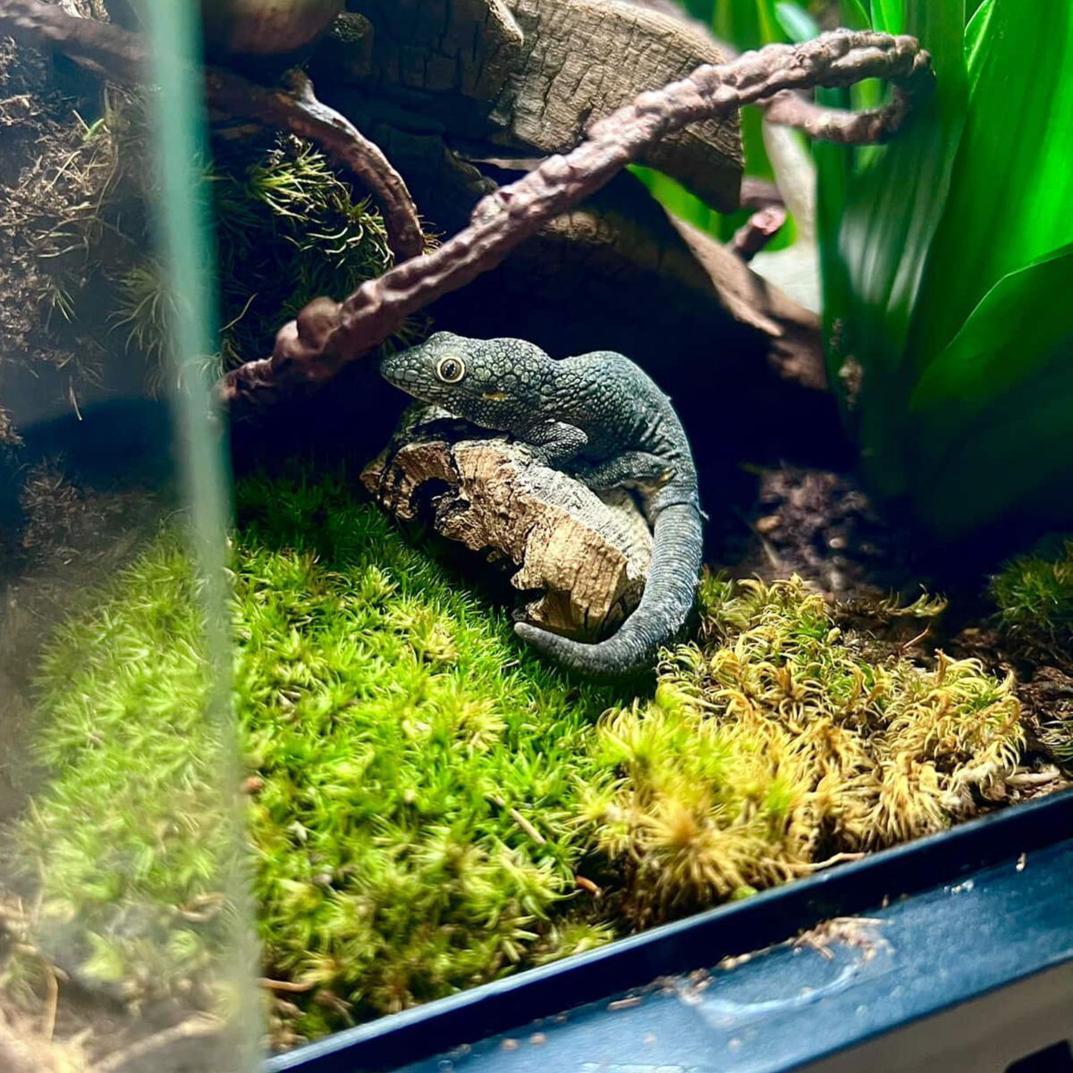 Gecko resting on mood moss in a planted terrarium