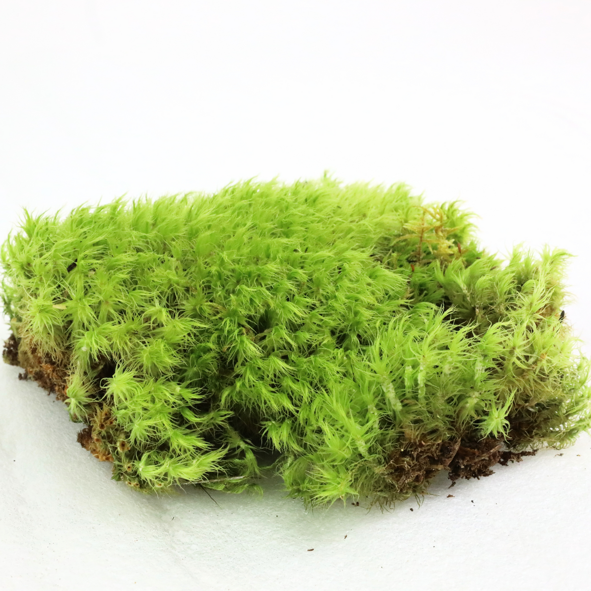 Mood Moss - Revita-Moss (Dicranum) - Mossify