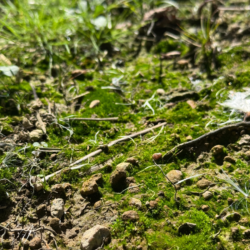 Growable Moss for the Shade - Value Pack