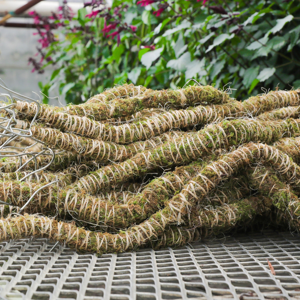 Coiled rope with moss on a metal surface, with greenery in the background
