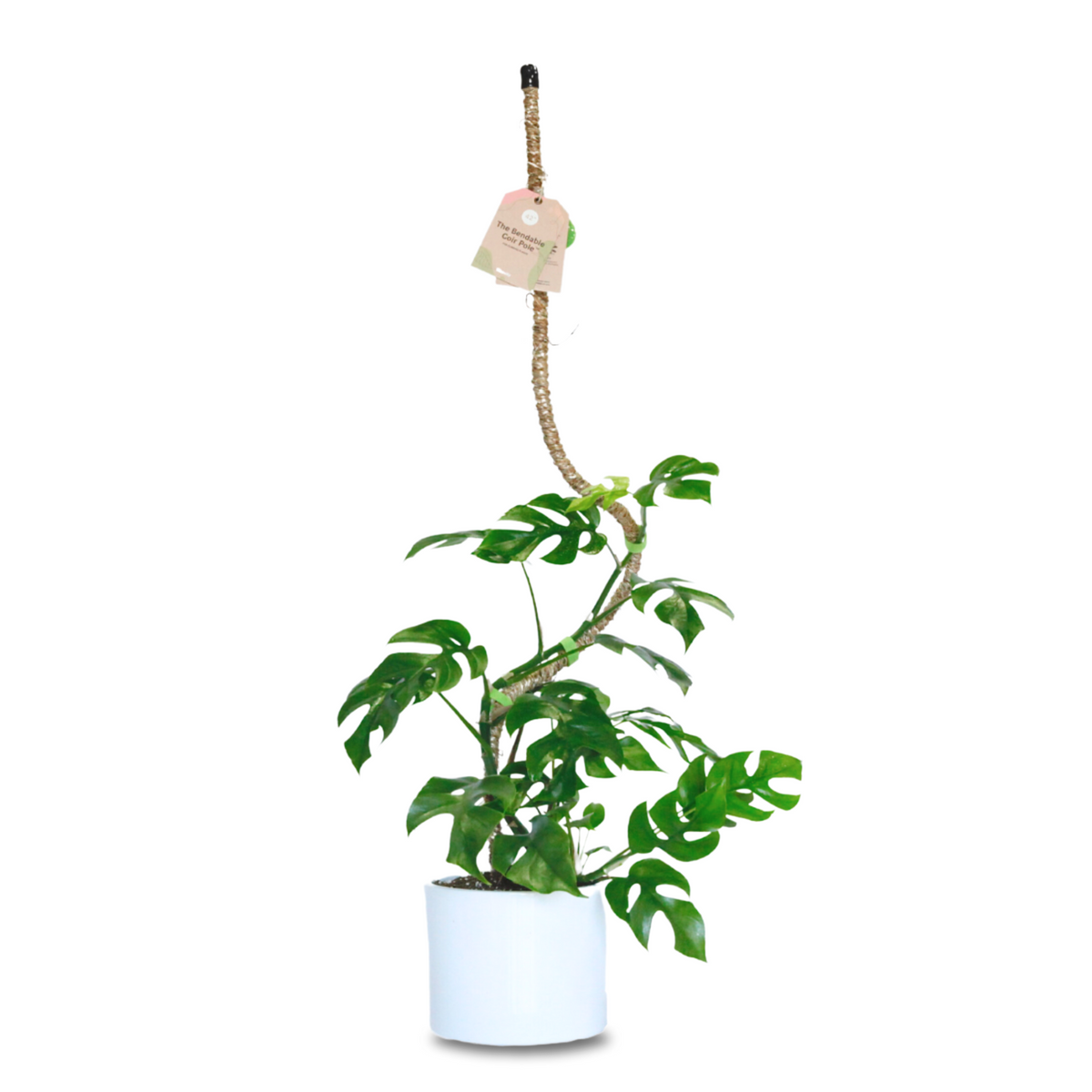 The Original Bendable Coir Pole™ - Best-seller (ruban inclus) 