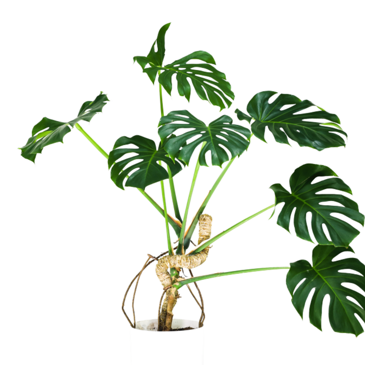 Monstera deliciosa trained up a Bendable Moss Pole on a white background