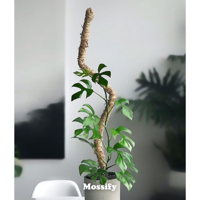 Tall Climbing Plant Support Pack