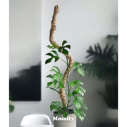 The Original Bendable Moss Pole™ - Ultimate Starter Pack - Mossify