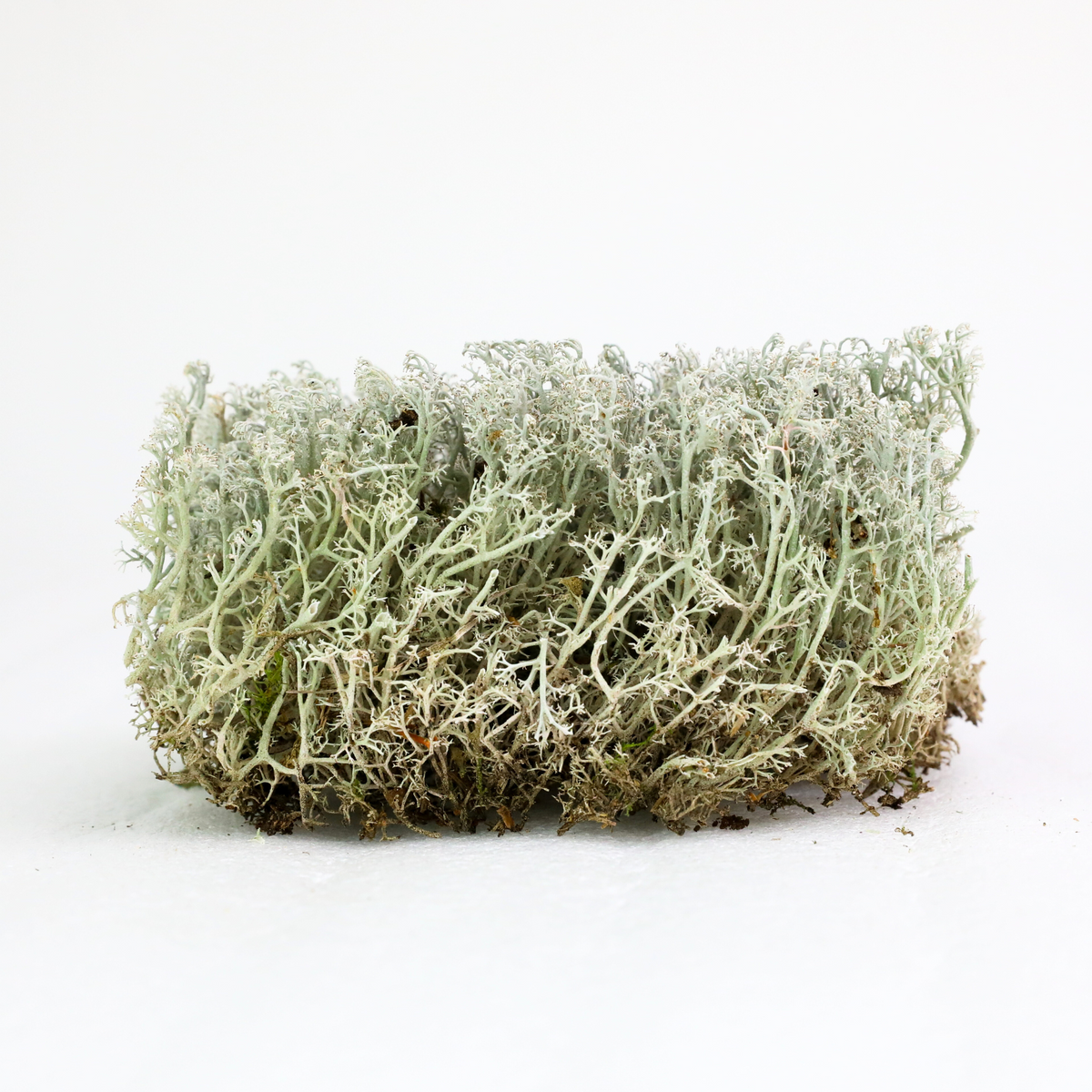 Lichen - Revita-Moss (Cladonia arbuscula) - Mossify