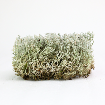 Lichen - Revita-Moss (Cladonia arbuscula) - Mossify