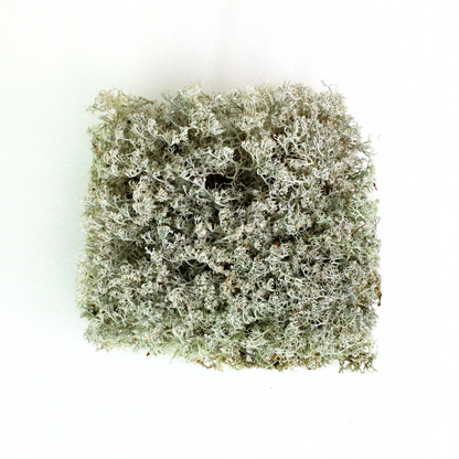 Lichen - Revita-Moss (Cladonia arbuscula) - Mossify