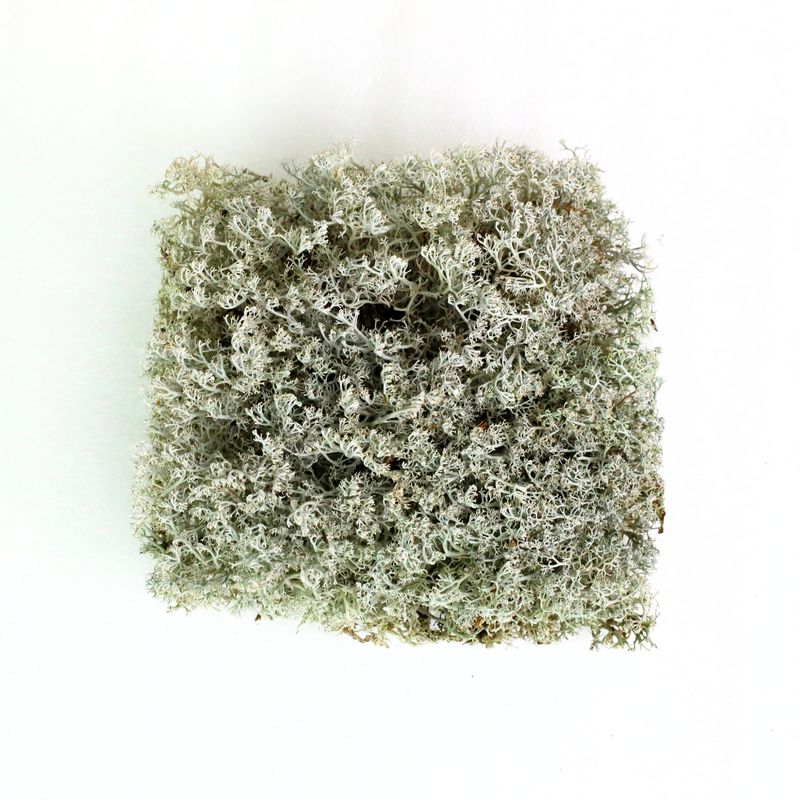 Lichen - Revita-Moss (Cladonia arbuscula) - Mossify