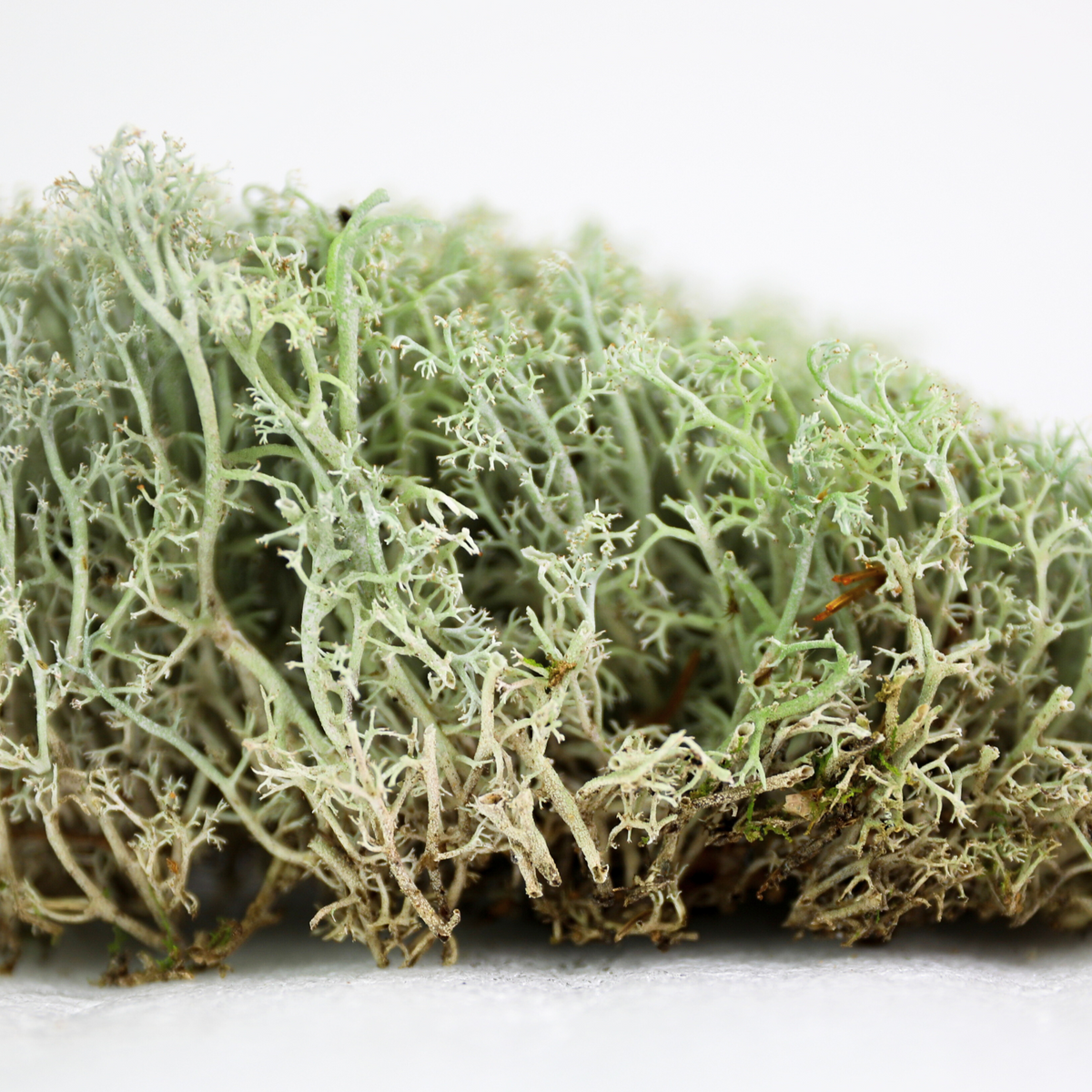 Lichen - Revita-Moss (Cladonia arbuscula) - Mossify