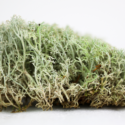 Lichen - Revita-Moss (Cladonia arbuscula) - Mossify