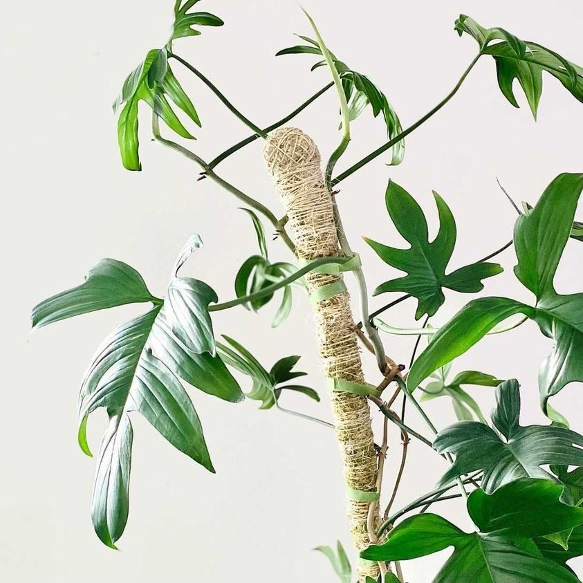 Monstera climbing a Mossify Bendable Moss Pole