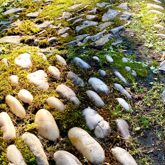 Moss Grower Pack - For the Sun
