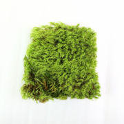 Mood Moss - Revita-Moss (Dicranum) - Mossify