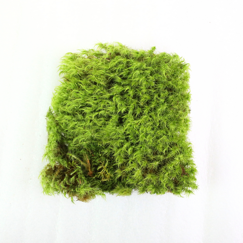 Mood Moss - Revita-Moss (Dicranum) - Mossify