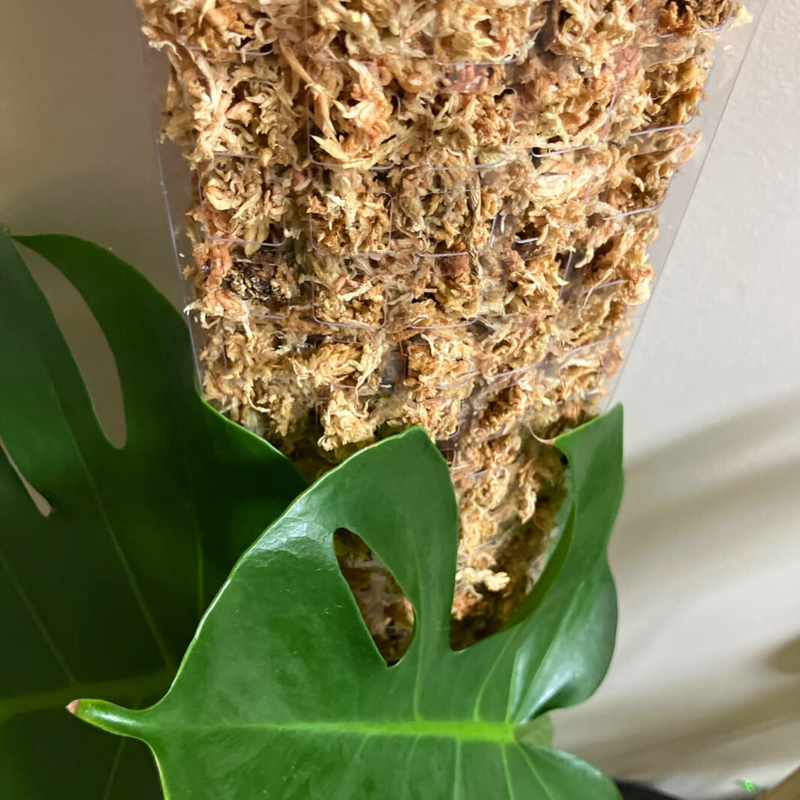 Mousse de sphaigne de qualité supérieure