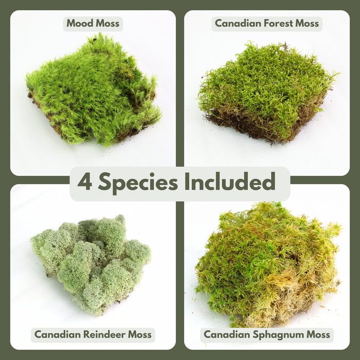 Revita-Moss Mixed Pack