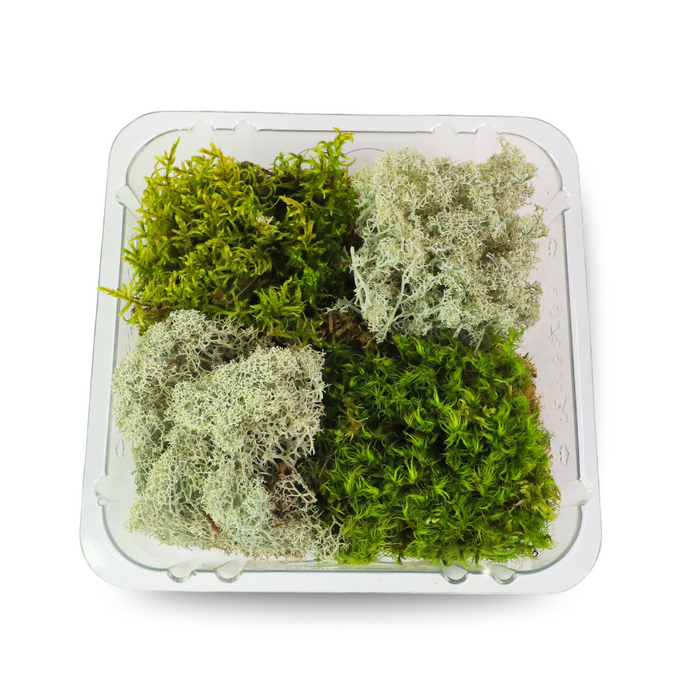 Revita-Moss Mixed Pack