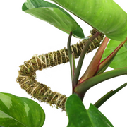 The Bendable Moss Pole™ 𝘛𝘏𝘐𝘕 - Mossify