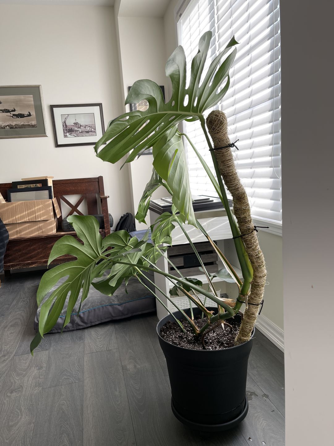 4k2RssBm2_mid_1.jpg?v=