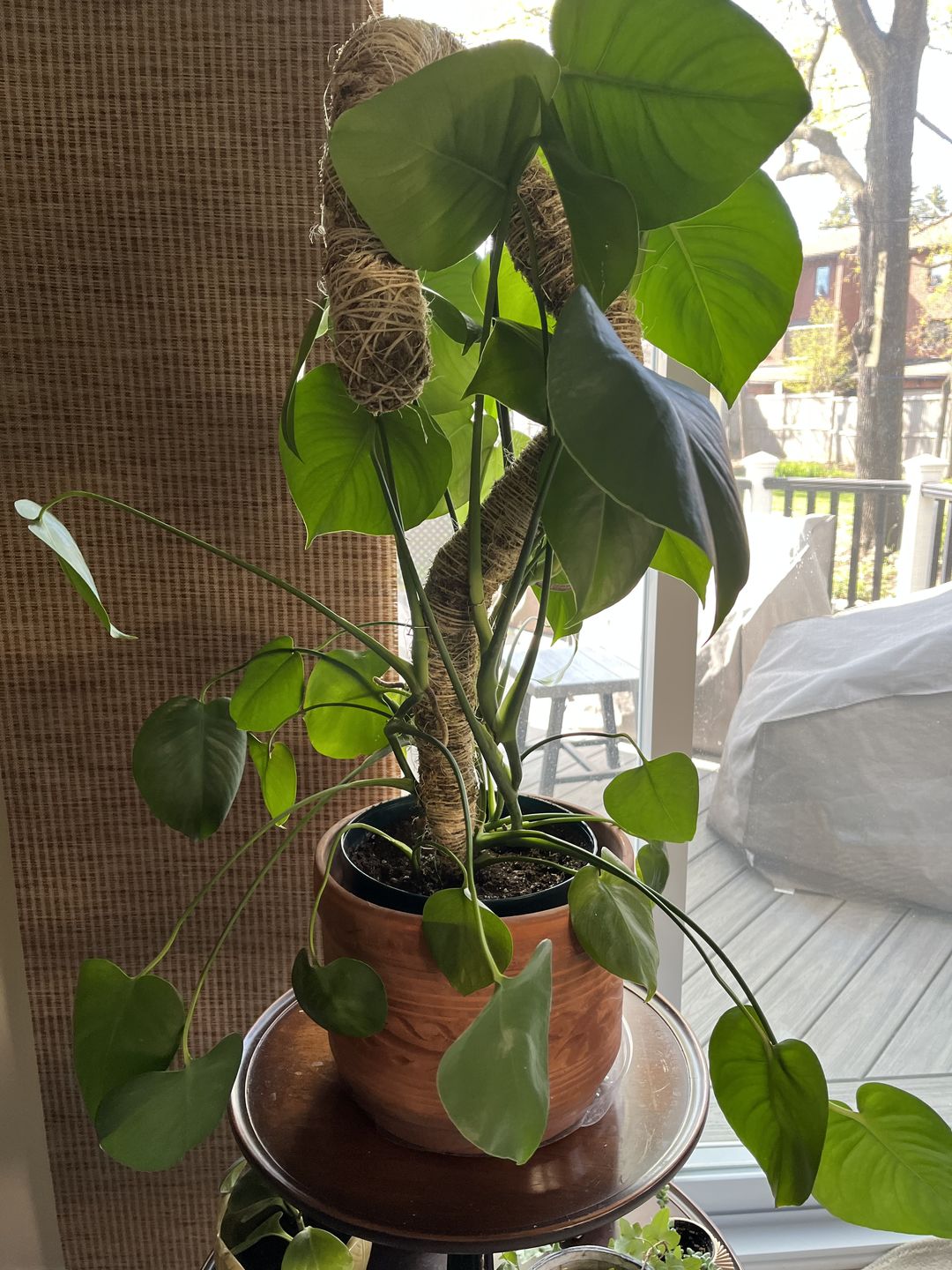 4yeYDmWIn_mid.jpg?v=1759346291