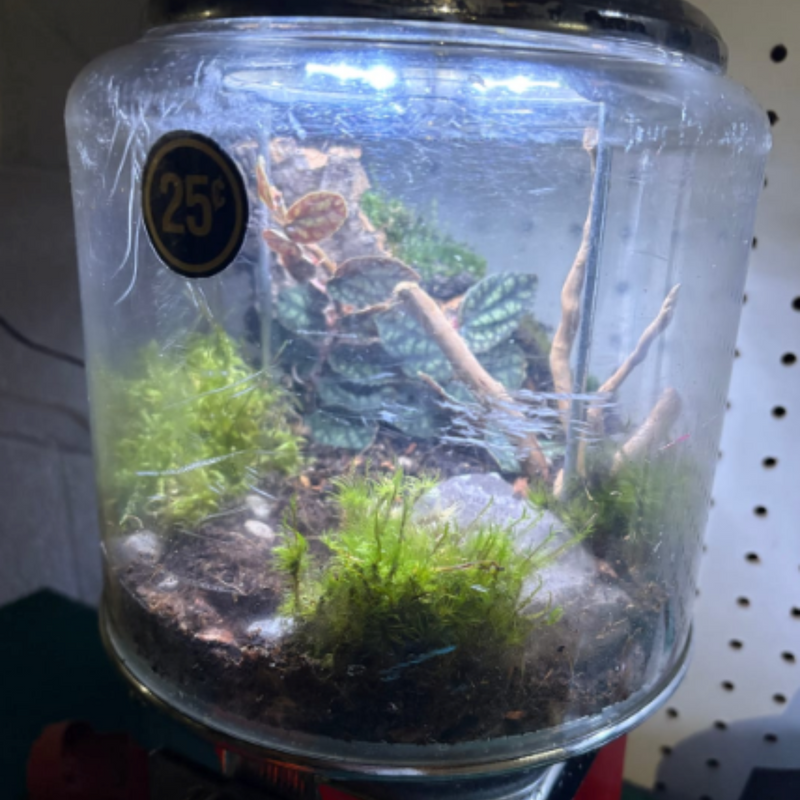 Mood Moss - Revita-Moss (Dicranum)