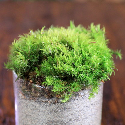 Cushion of live mood moss in a glass container