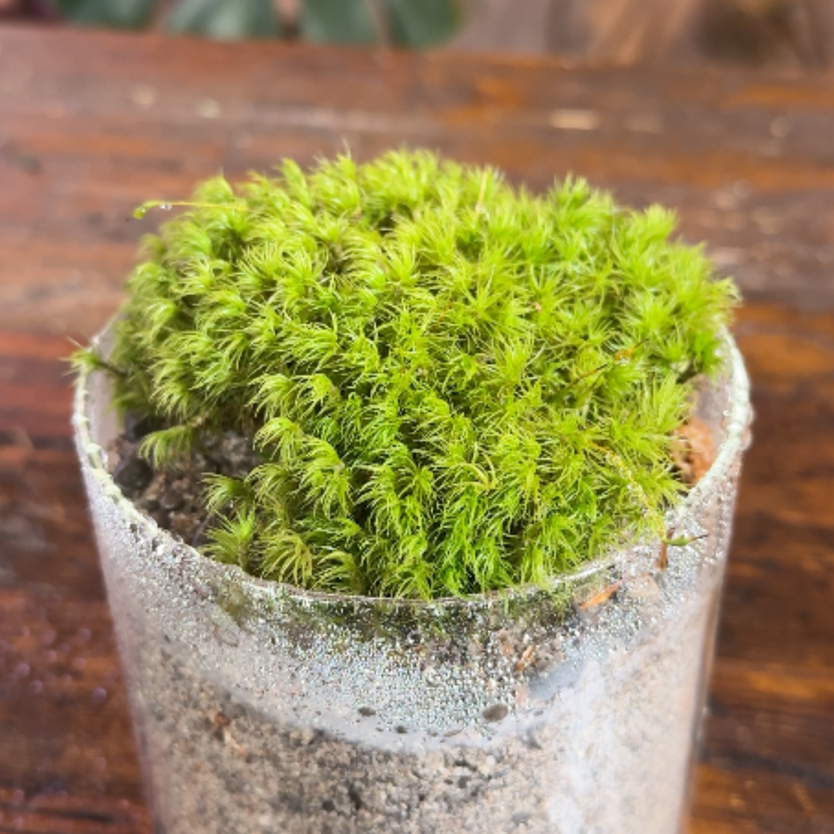 Dense mood moss cushion in a frosted glass cup