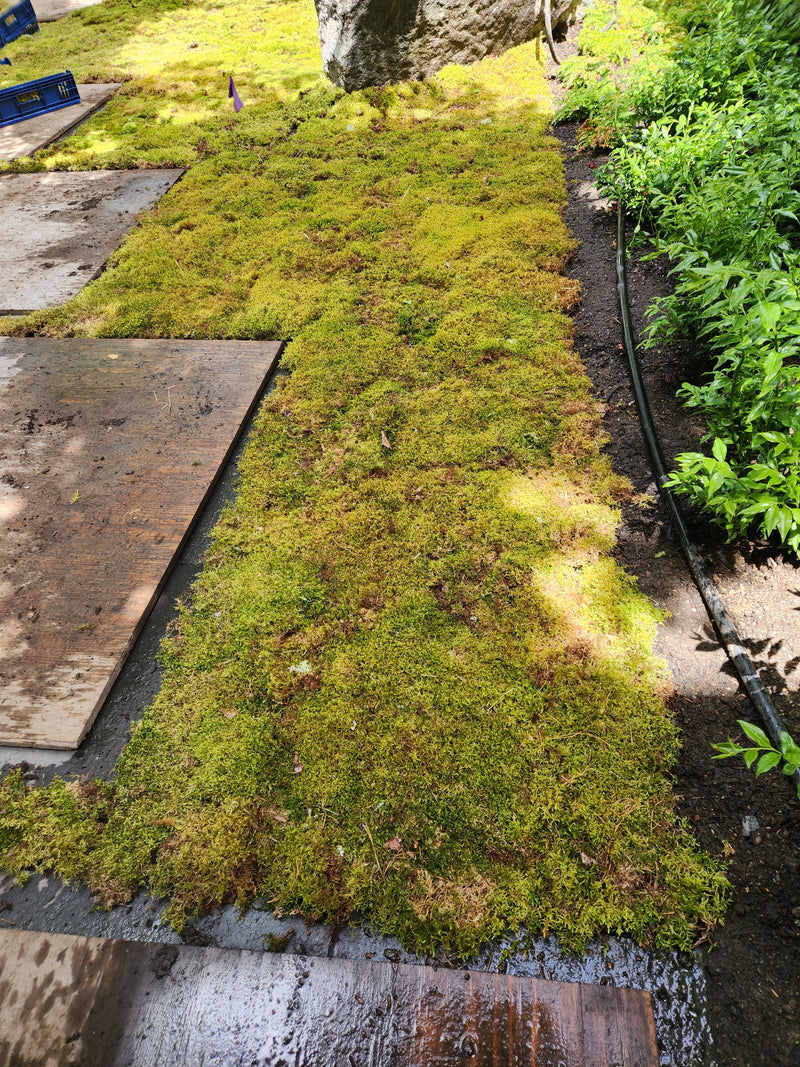 Natural Canadian Forest Moss - Revita-Moss (Pleurozium schreberi) - Mossify