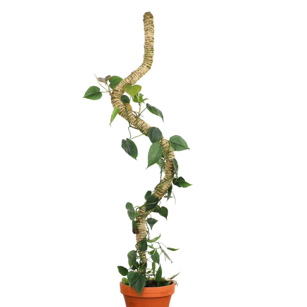 2-Pack 54" Bendable Poles™ - Mossify