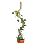 2-Pack 54" Bendable Poles™ - Mossify