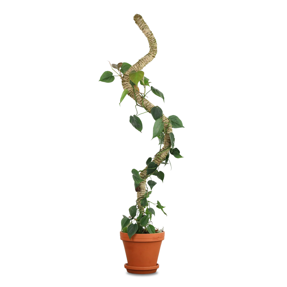 2-Pack 54" Bendable Poles™ - Mossify